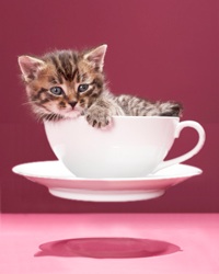 levitating kitty in a teacup